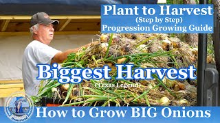 How to Grow BIG Onions  Our BIGGEST ONION HARVEST [upl. by Ytoc]