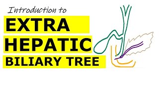 Chp22  Introduction to EXTRAHEPATIC BILIARY APPARATUS  BDC Vol2  Dr Asif Lectures [upl. by Ollie]