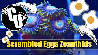 Scrambled Eggs Zoanthids  Corals Unlimited [upl. by Calvo]