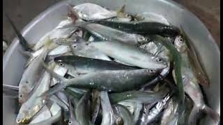 সাগরের তাজা মাছ sea fish [upl. by Latsirc]