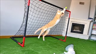 Goalkeeper Cat Got Disqualified from EURO 2024 [upl. by Wallache]