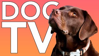 DOG TV 10 HOURS of Fun Exciting TV for Dogs and Puppies [upl. by Pritchard]