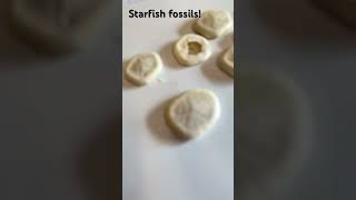 Starfish fossils My grandpa found them so i found more technology [upl. by Icats320]