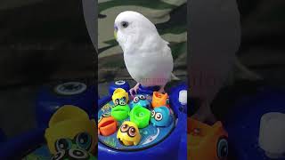 Estornuda sin parar ¿Esta resfriado 🤒 paratiii viralvideo pets cute birds parrot [upl. by Les]