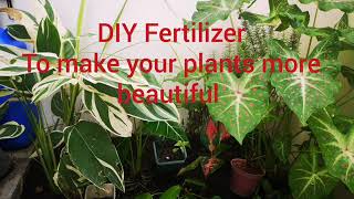 DIY Fertilizer for plants [upl. by Wildon307]