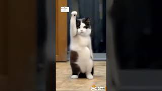 Funny animals video 🤣😂 CUTE animals dance video 😍 The Dramatic cats dogs dance 😂🤣😻🐶shortsfeed [upl. by Gerard]