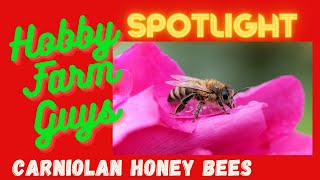 HFG Farm Animal Spotlight Carniolan Honey Bees [upl. by Marius]