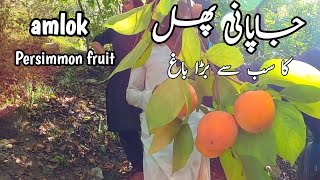 Benefits of Japani Phal  Persimmon fruit amlok  Japani Phal Khane ke Fayde  a3tourism [upl. by Etienne671]