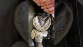 Hoof ASMR When Farriers Work Their Magic Ever wondered how a farrier keeps a horses hooves in tip [upl. by Yennej]