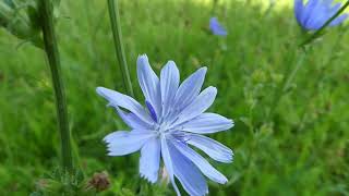 How to Identify Chicory [upl. by Ortrud]