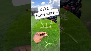 Use this to kill Nutsedge [upl. by Akimaj724]