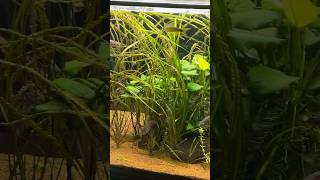 Mal kurz die Abdeckscheiben vom 800l Aquarium putzen 🧽🧼 aquarium fishtank fish plantedtank [upl. by Eatnahs]