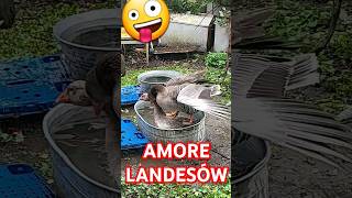 AMORE LANDESKÓW WYŻSZA SZKOŁA JAZDY 🤪👍❤ wiejskiezycie landes goose śmiesznefilmy [upl. by Airetal]