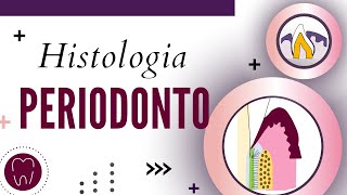 HISTOLOGIA DO PERIODONTO  PERIODONTO DE SUSTENTAÇÃO E PERIODONTO DE PROTEÇÃO [upl. by Trust493]