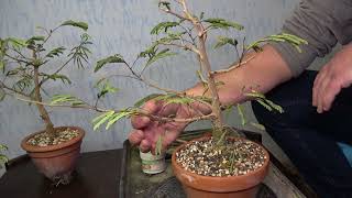 Preparing my Mimosaacacia bonsai trees for winter [upl. by Neelahtak567]