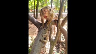 Monkeys look very smart [upl. by Athenian]