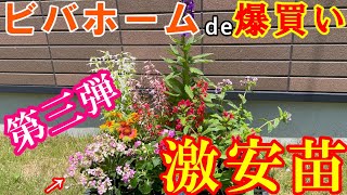 【激安】ビバホームで激安苗を爆買い【第三弾】植え替え カランコエインパチェンスガイガルディアタバコソウサルビアコクシネア宿根ロベリア ガーデニング [upl. by Eelynnhoj]