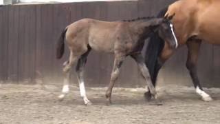 Dragon HillWolkenstein II colt  04 2016 for sale [upl. by Beck]