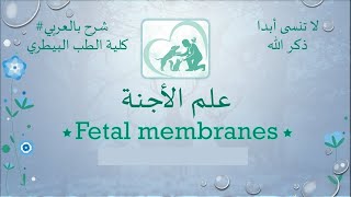 الفرقة الأولى شرح بالعربي Embryology  Vet Medicine  Fetal membranes  2nd Term [upl. by Orin]