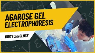 Agarose Gel Electrophoresis Class 12 biology  Biotechnology and its Principles and Processes [upl. by Nikos]