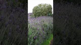 lavender lavandula plants garden flowers nature travel holiday ep5 [upl. by Adnowal]