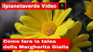 Come riprodurre con la talea la margherita Gialla  Euryops Pectinatus [upl. by Ettennal]