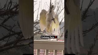 Facts about COCKATOOS  Did You Know [upl. by Nnanerak876]