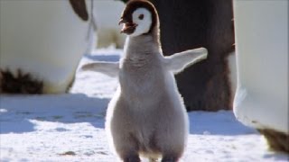 Cool Cute Chicks  Amazing Animal Babies Emperor Penguin Chicks Ep 5  Earth Unplugged [upl. by Anauqal]