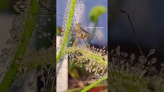 Carnivorous Plant Sundew eating a fly shorts [upl. by Nolla]