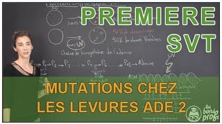 Mutations chez les levures Ade 2  SVT  1ère  Les Bons Profs [upl. by Hoye]