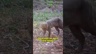 Jaguarundi  The Shadow Cat [upl. by Supat303]