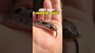 Baby Hognose Snake [upl. by Htabazile]