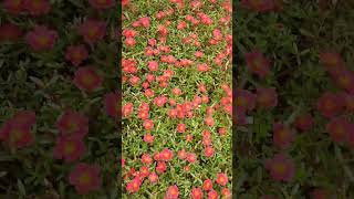 10 o clock plant protulaca red flowers [upl. by Arleta]