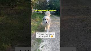 They come when they want 😂 greatpyrenees doglover [upl. by Ru]