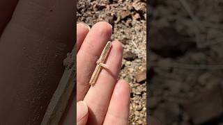 BEST FIND beginning of season  crystals rockhounding geology learnscience ￼ [upl. by Demitria]