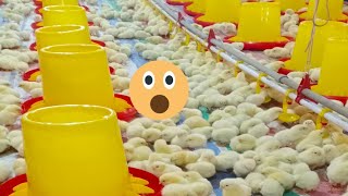 Live Tips amp Tricks for Successful Broiler Chicken Farming [upl. by Faline]