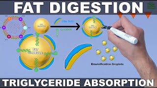 Fat Digestion and Absorption  Triglycerides [upl. by Nanreh]