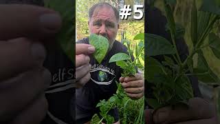 10 UNSTOPPABLE Edible Plants That Thrive in Harsh Conditions  Short Version [upl. by Eltsirc152]