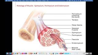 Muscles Endomysium Perimysium Epimysium Tendons [upl. by Ecyrb751]