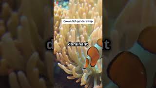 Clownfish gender swapClownfishGenderSwap MarineBiologyAquaticLife [upl. by Ernaline934]