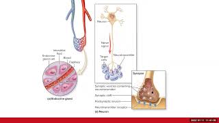 Endocrine System Ch17 Review [upl. by Leonanie]