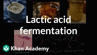 Lactic acid fermentation  Cellular respiration  Biology  Khan Academy [upl. by Geoffrey]