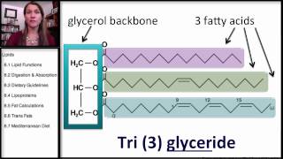 61 Lipids Categories amp Functions [upl. by Nnaeirual]