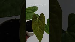 FS x Luxurians plants anthuriumplant plantlover anthurium tanamanhias anthuriumindonesia [upl. by Brigida]