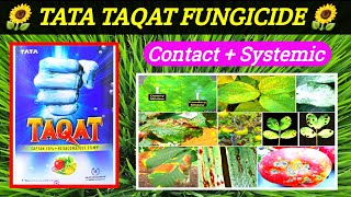 Tata Taqat fungicidehexaconazole 5  Captan 70 Taqat fungicide price dose work resultCGKISANTV [upl. by Panta]