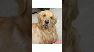 goldenretriever mufgy funny video dog dogshorts [upl. by Aihpos]