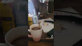 Cafe cùng Xuka buổi sáng 😍 cute pets cat [upl. by Ahtabbat]