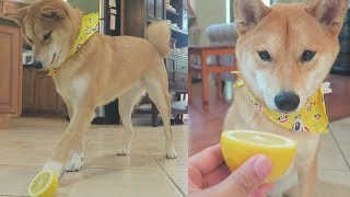 HILARIOUS reaction to LEMONS by Shiba Inu  Taste it Tuesday [upl. by Anelac]