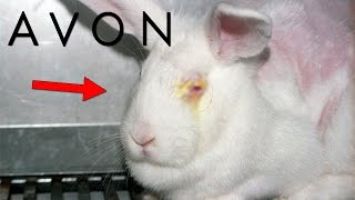 Los SECRETOS OCULTOS De AVON  ¿Realmente Usan Conejos [upl. by Neerual554]