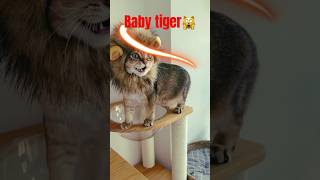 Baby tigercatyoutubeshorts cat funny [upl. by Can]